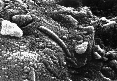 ALH84001 | Martian, Microfossils & Organic Matter | Britannica