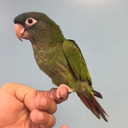 Blue Crown Conure #108813 for sale in Niles, IL