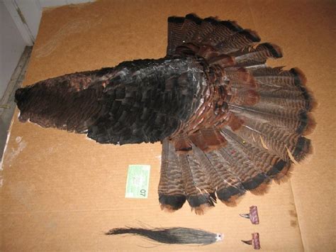 Gobbler fan and beard display | Archery Talk Forum