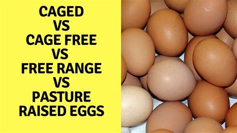 Caged vs Cage Free vs Free Range vs Pasture Raised Eggs - YouTube