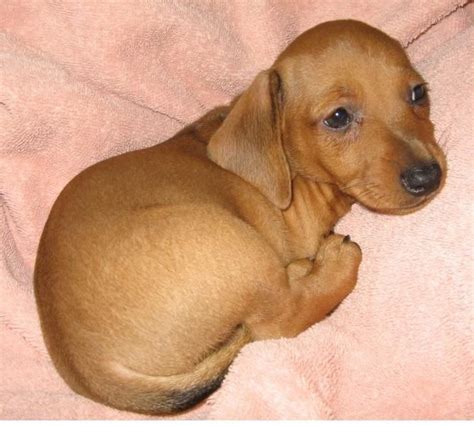 standard+dachshund+puppy+in+tan+color+looking+so+cute.JPG (666×600) | Dachshund puppy, Dachshund ...