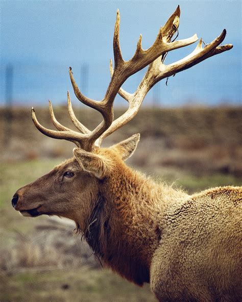 Tule Elk State Natural Reserve Visitors Guide — Flying Dawn Marie ...