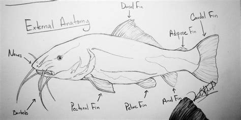 Catfish Anatomy Study by DelightsJD on DeviantArt