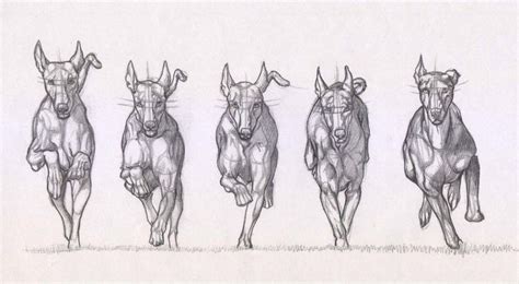 Running dog Drawing Reference and Sketches for Artists | Dog drawing, Dog anatomy, Animal drawings