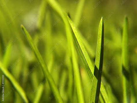 grass macro Stock Photo | Adobe Stock