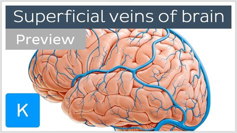 Superficial Veins of the Brain (preview) - Human Anatomy | Kenhub - YouTube