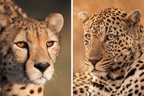 Cheetah vs Leopard: The Difference Between Their Speed & More