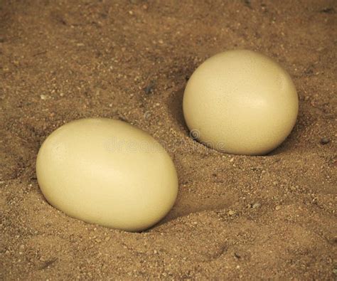 Ostrich Eggs Stock Photo - Image: 28887950