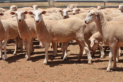 Crossbred, shedding and composite lambs lift online - Sheep Central