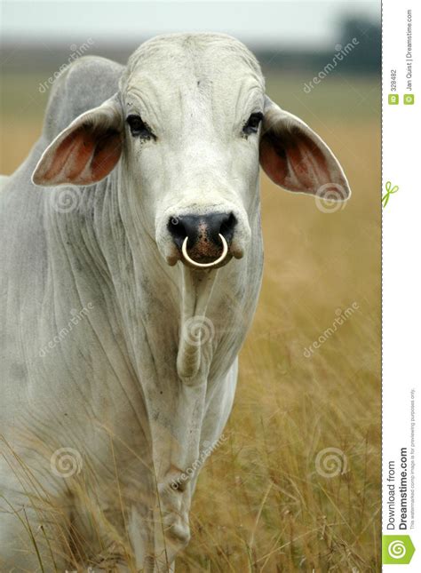 Cattle Farming, Cattle Ranching, Cow Head Decor, Zebu Cow, Animals ...