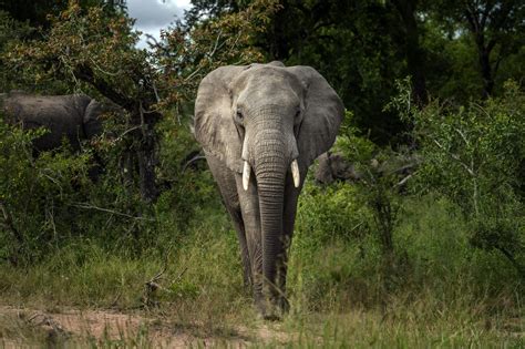 Rote Liste: Afrikanischer Waldelefant vom Aussterben bedroht