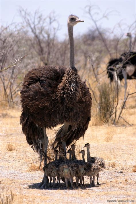 Ostrich Chicks | Carrie Cizauskas | Flickr