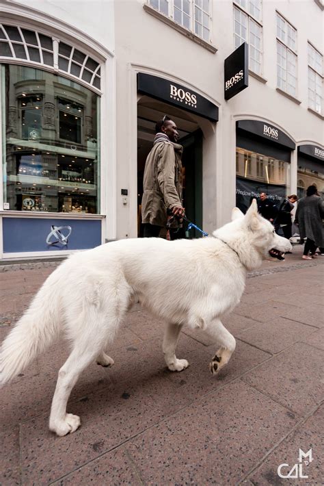 Copenhague : chien blanc | Mon chat aime la photo