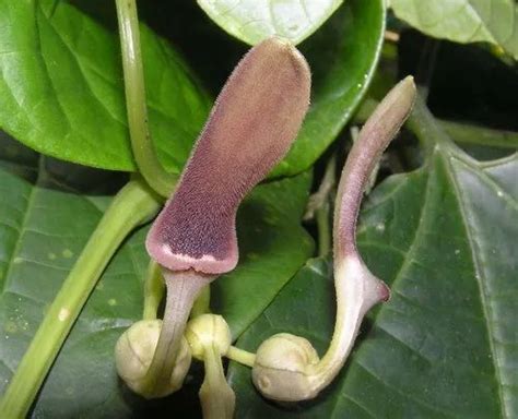 Aristolochia Indica /Ishwarmul Extract at Rs 1250/kg | Natural Extracts ...