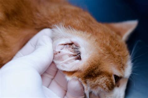 Ear Infections in Cats | Small Door Veterinary