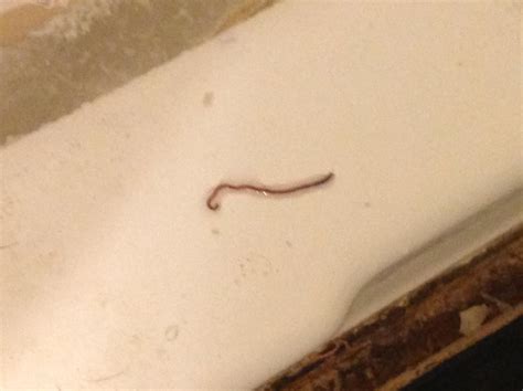 i always find these worms in my bathroom on ocassion. which species is it and why are they ...