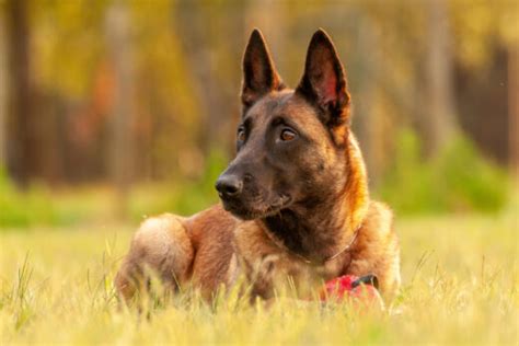 Belgian Malinois Training: 7 Methods For Successful Training