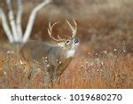 Big Deer Buck with Antlers image - Free stock photo - Public Domain photo - CC0 Images