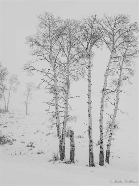 Aspen, Blowing Snow - Scott Walton Photographs