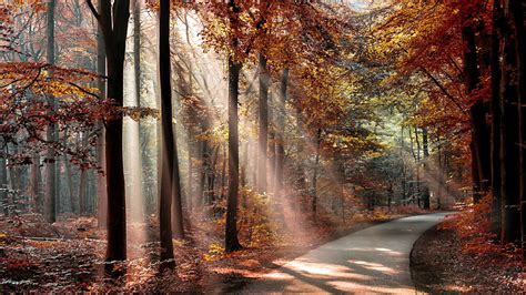 Fondos de pantalla : luz de sol, Árboles, paisaje, bosque, otoño, hojas, naturaleza, Plantas ...