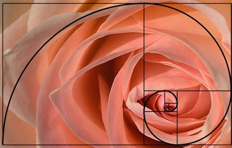 GOLDEN MEAN | Raziye KAYA | Fibonacci sequence in nature, Fibonacci ...