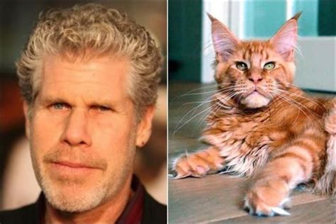 11 Cats Who Look Exactly Like Celebrities - Gallery | eBaum's World