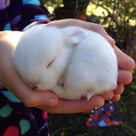 Cute Sleeping Bunny | Rabbits | Know Your Meme