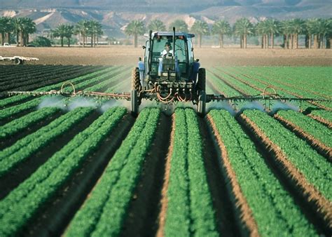 Monoculture: The Problems with Single-Species Farming