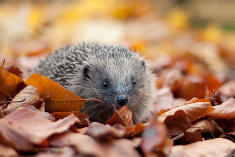 HEDGEHOGS – Look out! | Abbots Leigh Wildlife Group