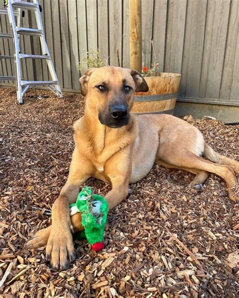 Rhodesian Ridgeback German Shepherd Mix: Info, Pictures, Facts & FAQs