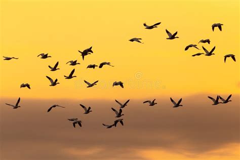 Selective Focus View of Flock of Snow Geese in Flight Seen in Silhouette Against a Yellow Sky ...