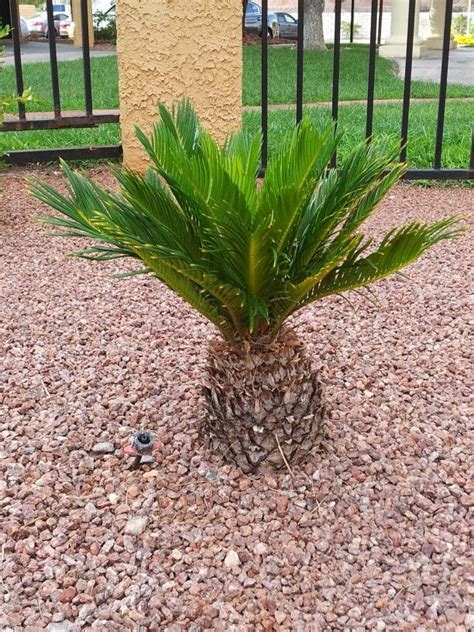 Mini Pineapple Palm Tree for Your Front Yard