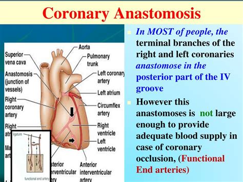 PPT - Blood supply of the Heart PowerPoint Presentation, free download - ID:4133026