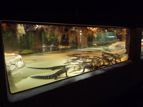 American Alligator Exhibit - ZooChat