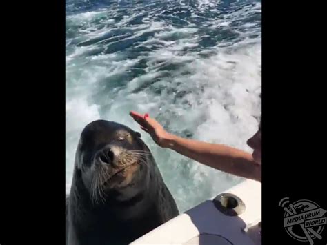 Remarkable Video Shows Tourist Hand Feeding Docile Wild Sea Lion ...