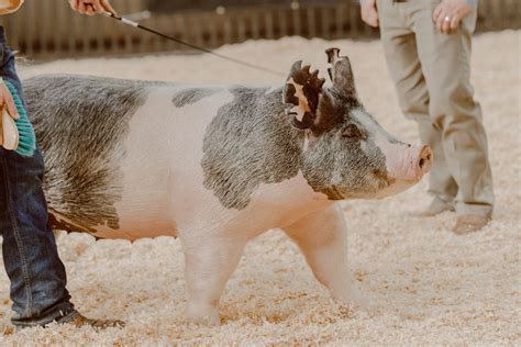 Hog Exhibitors Feel Financial Impact - Mid-West Farm Report