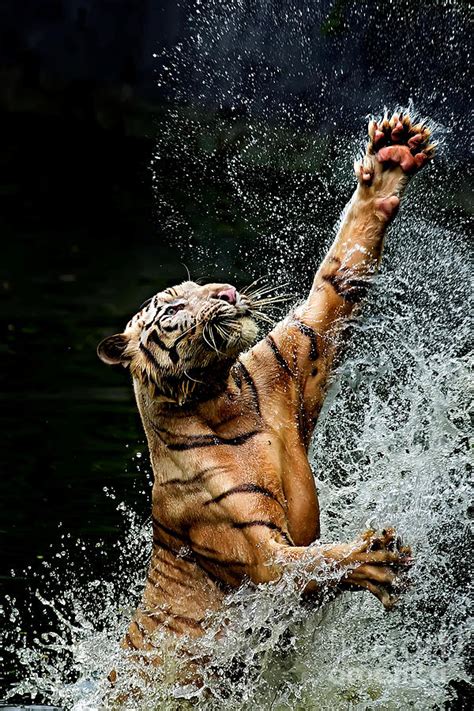 Tiger Jumping In River, Ragunan by Toni