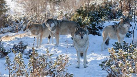 Wolf pack in the snow HD desktop wallpaper : Widescreen : High ...