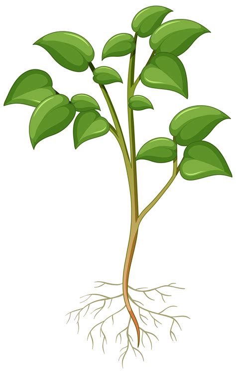 Showing plant with roots isolated on white background 1846653 Vector ...