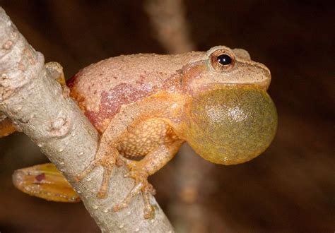 Why Spring Peepers Are More Often Heard Than Seen | Frog, Spring, Amphibians