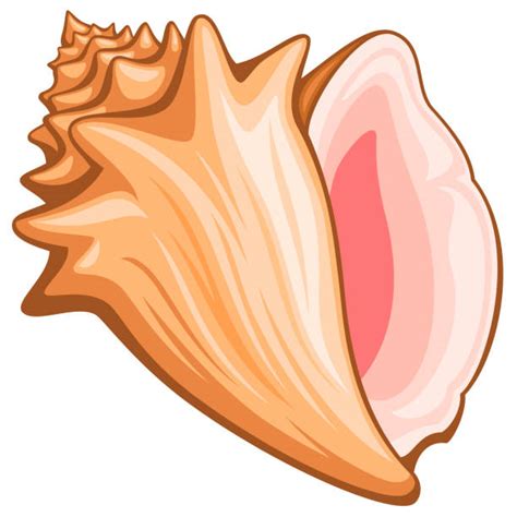 Conch Shell Illustrations, Royalty-Free Vector Graphics & Clip Art - iStock