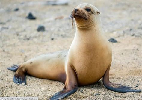 12 Animals with Flippers (With Images) – AnimalTriangle