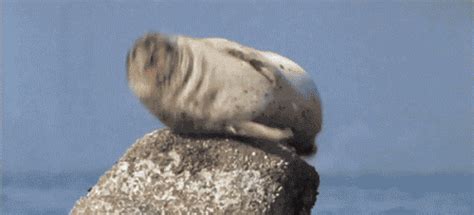 Bouncing Sea Lion GIF - Find & Share on GIPHY