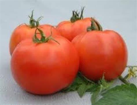 Hybrid Natural Namdhari Tomato Seeds, Packaging Type: Pouch, Packaging ...