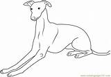 Whippet Coloring Pages At GetColoringscom  Free Printable Colorings sketch template