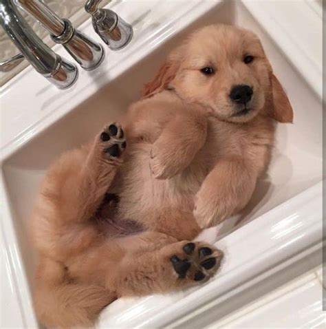 9 Reasons You Should Cuddle Your Golden Retriever More Often - SonderLives