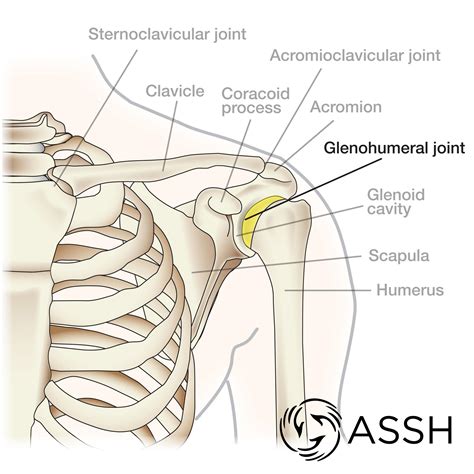 Body Anatomy: Upper Extremity Joints | The Hand Society