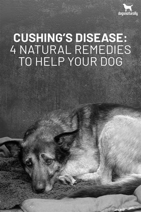 Cushing's Disease: 4 Natural Remedies To Help Your Dog | Cushings disease dogs, Cushing disease ...