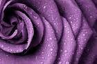 Purple Rose Background | Gallery Yopriceville - High-Quality Free Images and Transparent PNG Clipart
