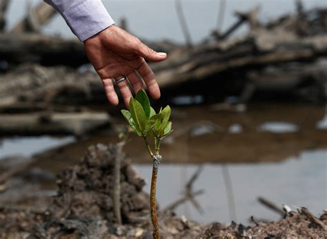 Growing shrimp is restoring mangroves and creating jobs. Here’s how | World Economic Forum